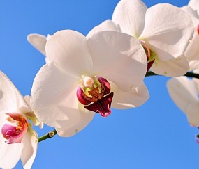 辽源正规助孕捐卵机构，附正规捐卵机构报名表！
